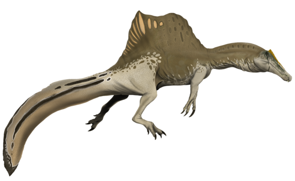A paleoartist's reconstruction of Spinosaurus, based on the latest research. By Gustavo Monroy-Becerril. Creative Commons License